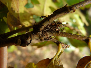 Petits bourgeons pointus dotés de petits fils. Agrandir dans une nouvelle fenêtre (ou onglet)